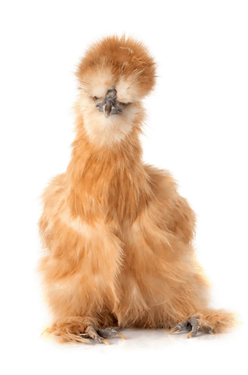 10 Fancy Chickens for your Backyard Flock