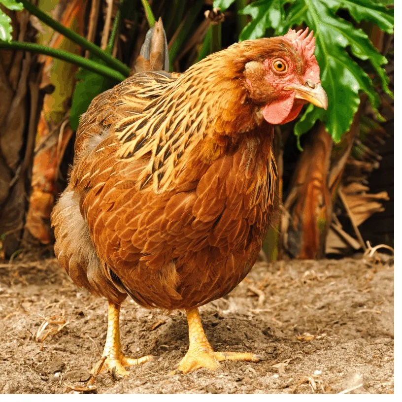 Top Ten Heat Tolerant Chicken Breeds Backyard Chicken Project