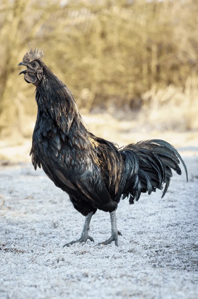 10 Fancy Chickens for your Backyard Flock