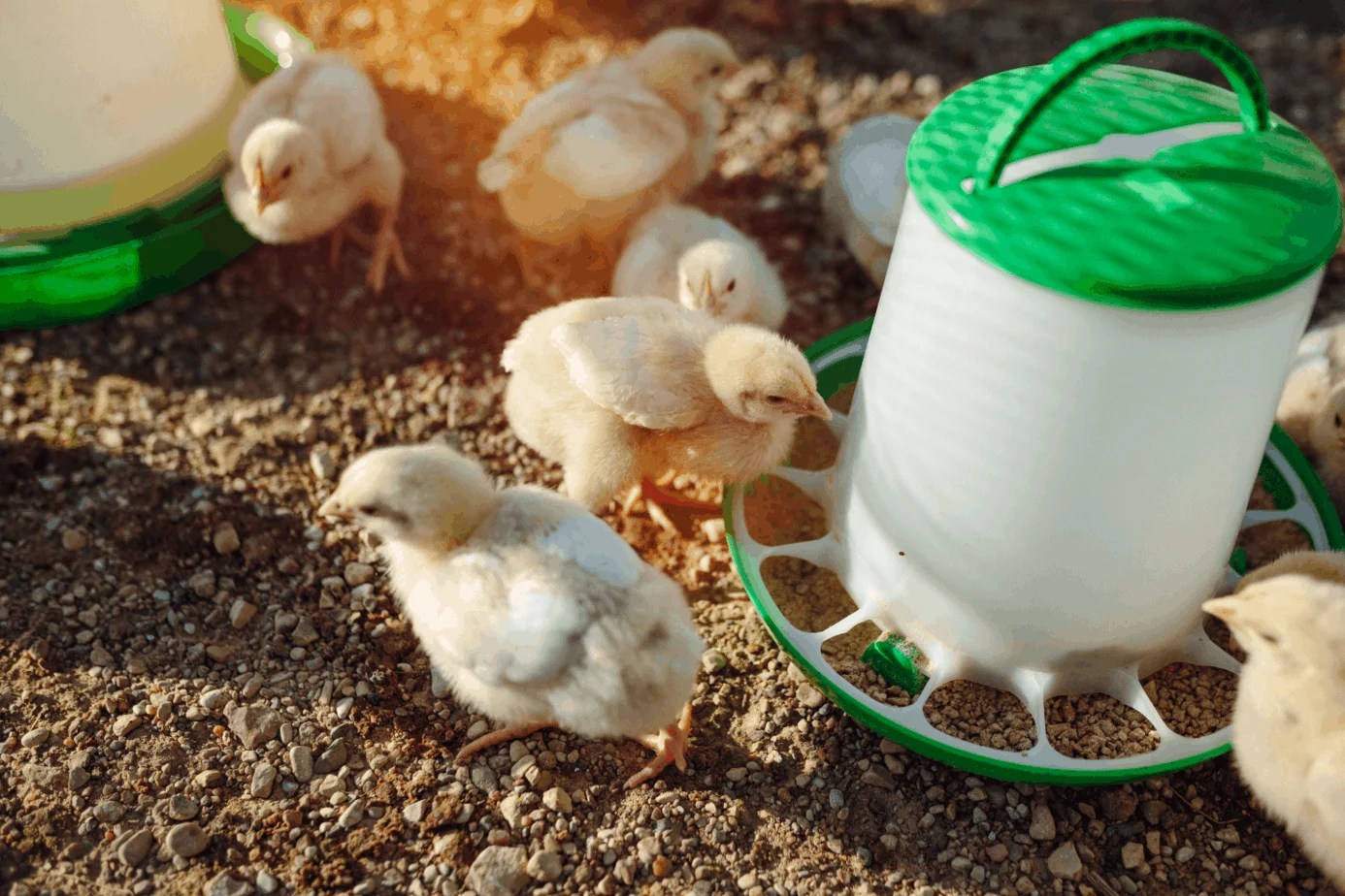 Common Chick Illness and Injuries, and How to Prevent them!