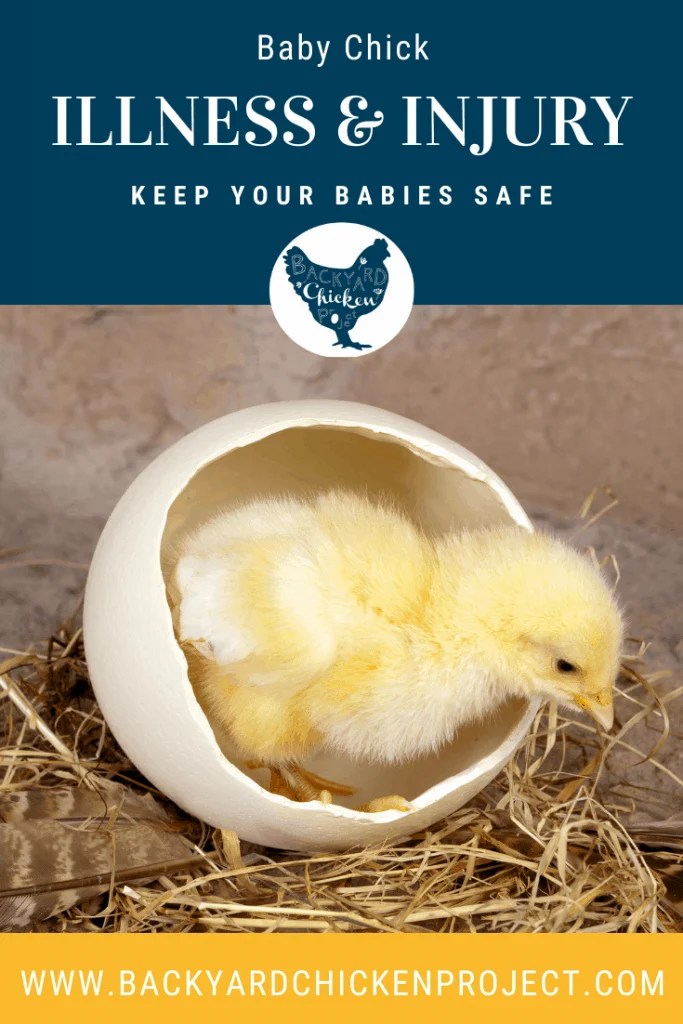 Common Chick Illnesses and Injuries, and How to Prevent them