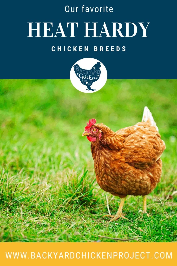 Top Ten Heat Tolerant Chicken Breeds Backyard Chicken Project
