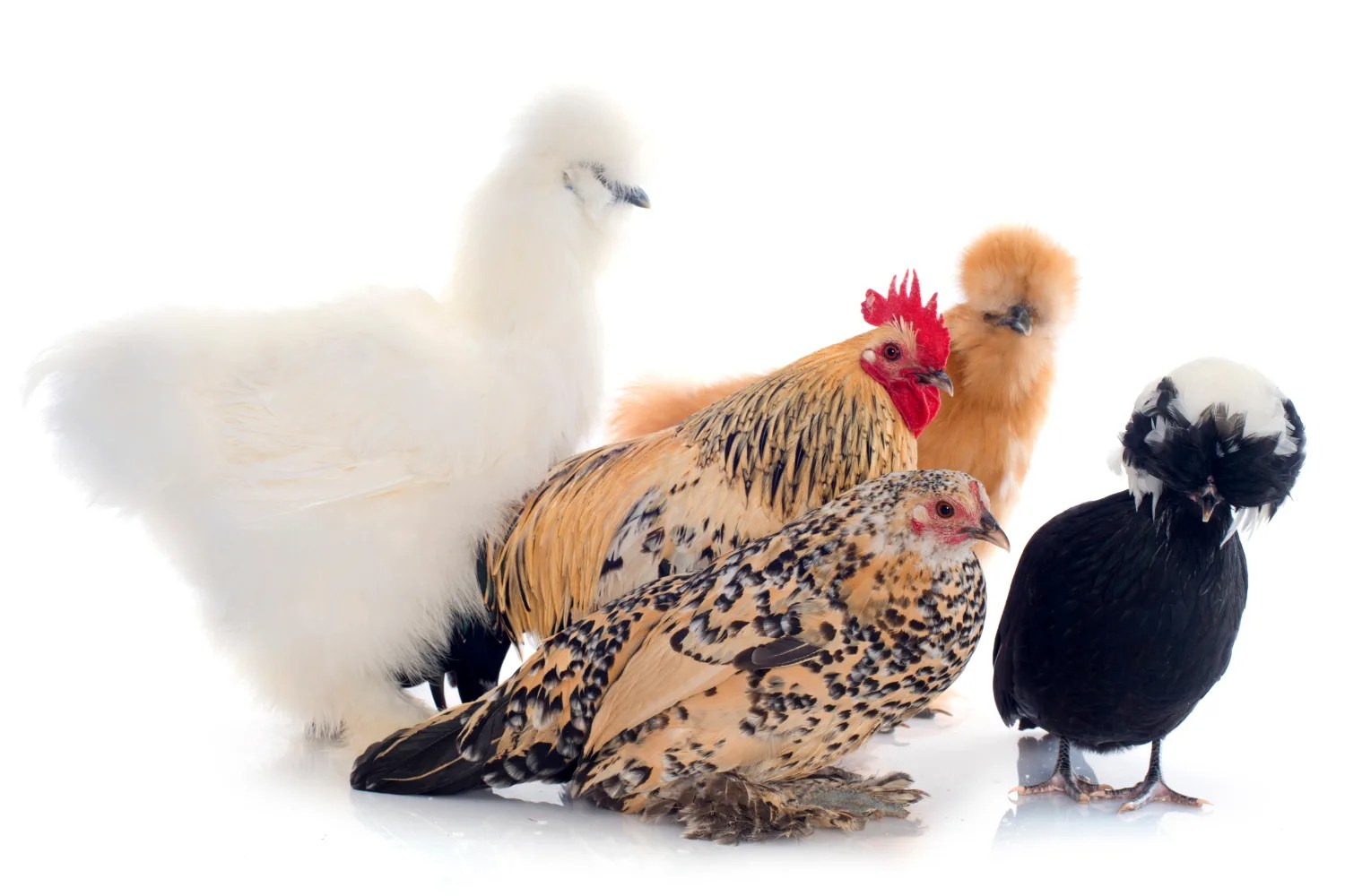 Mini Chickens for Small Backyards Backyard Chicken Project