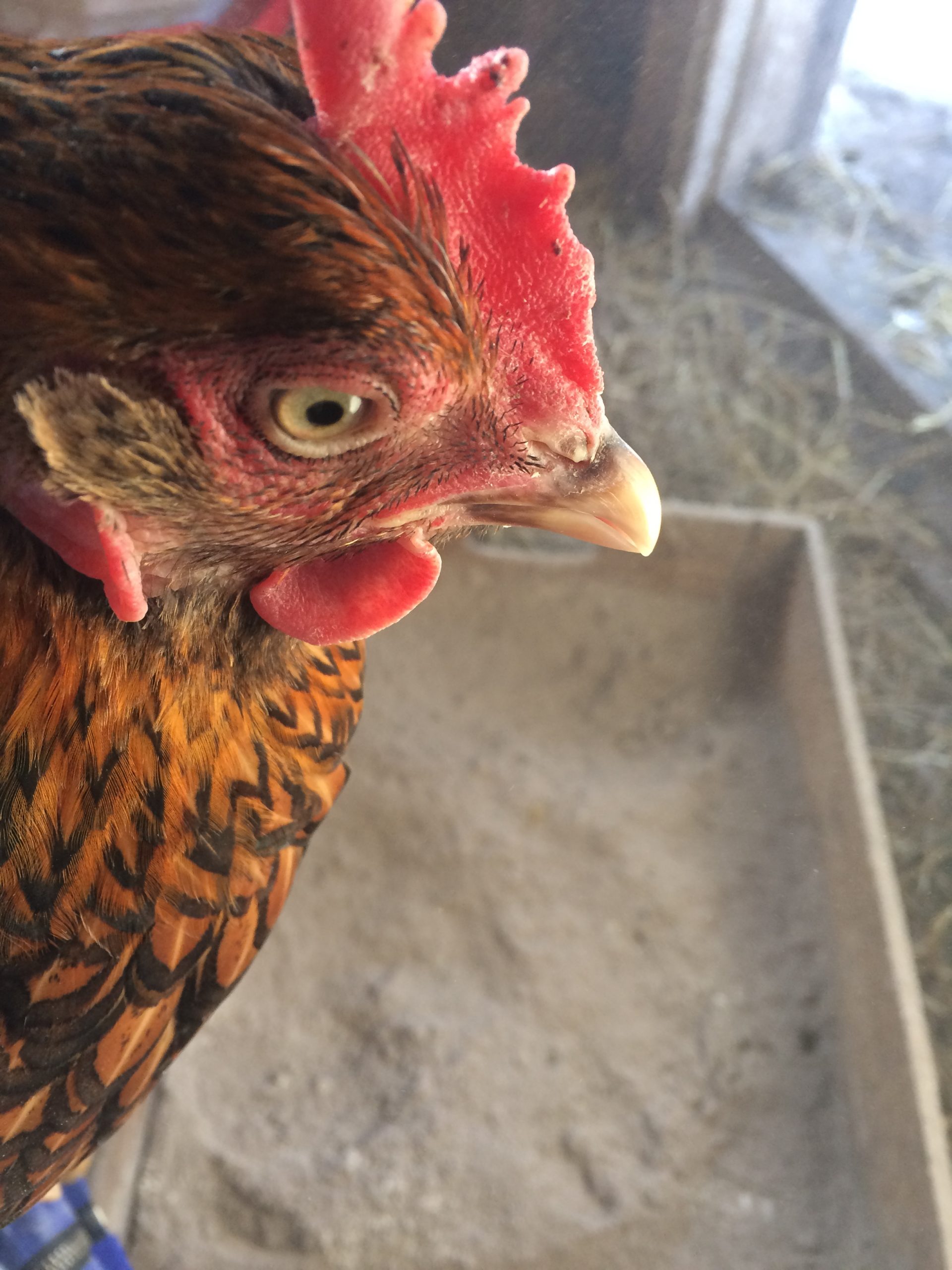 3 Common Chicken Pests and How to Get Rid of Them Backyard Chicken