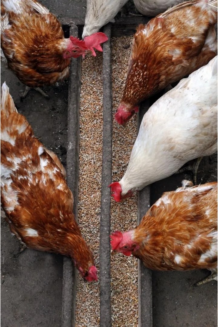 The Very Best Healthy Treats for Chickens Backyard Chicken Project