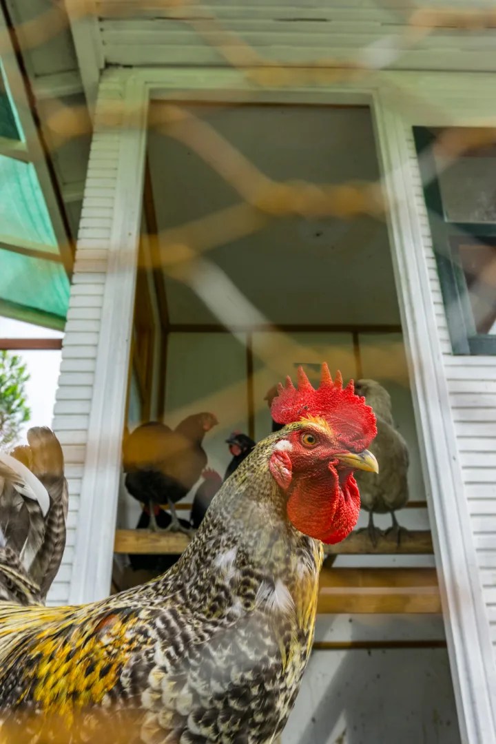 24 Features on a PredatorProof Chicken Coop Backyard Chicken Project