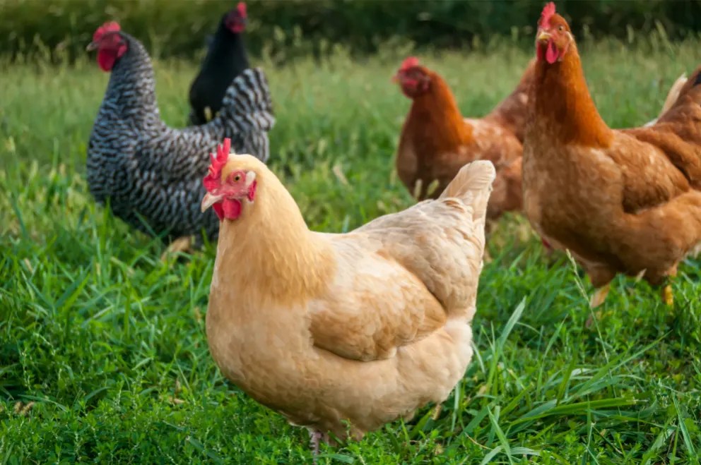 Top Ten Heat Tolerant Chicken Breeds Backyard Chicken Project