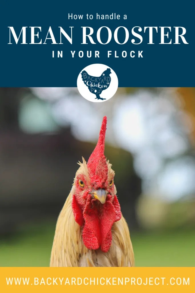 How to Handle an Aggressive Rooster in your Flock Backyard Chicken