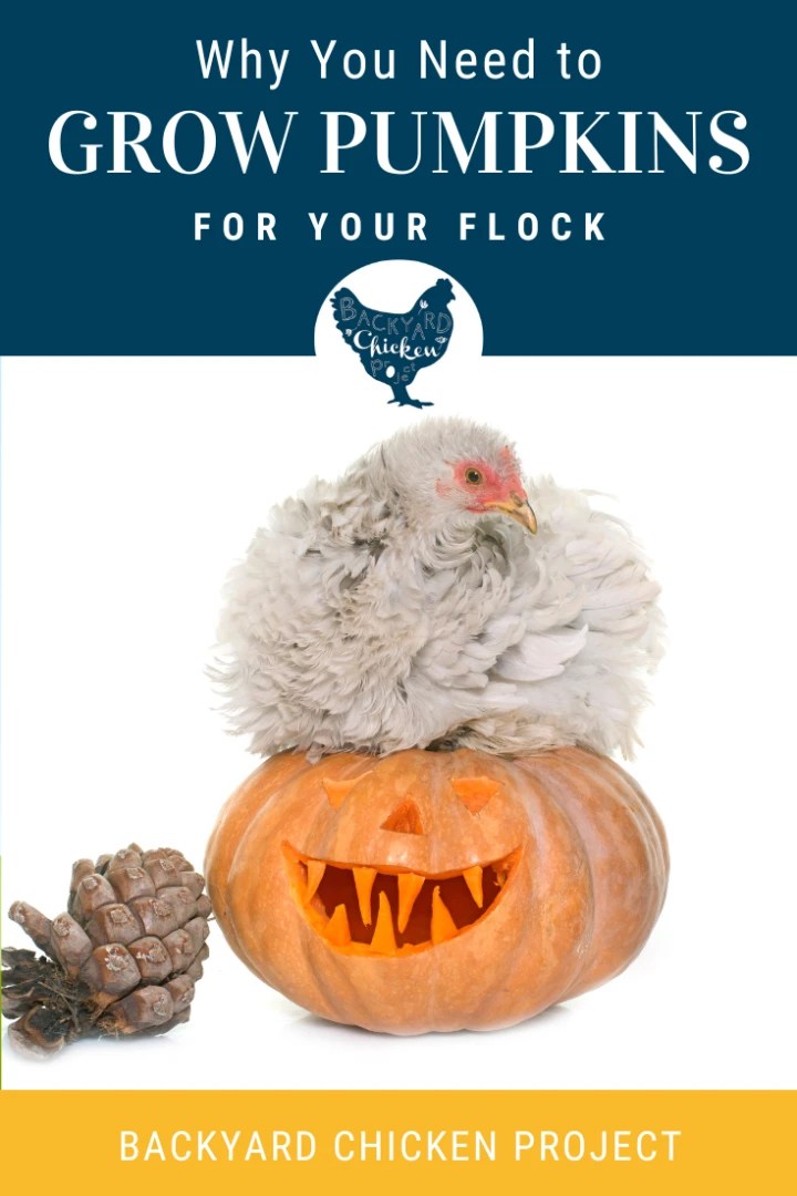 Can Chickens Eat Pumpkin? Yes! How to Grow Your Own Backyard Chicken