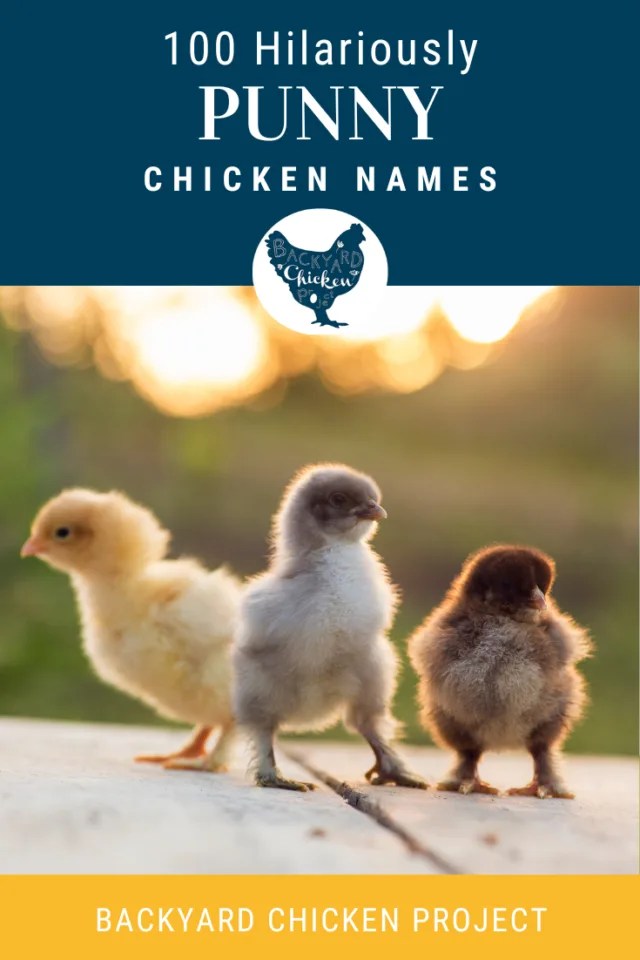 The Ultimate List of Punny Chicken Names 100+ Chicken Pun Names