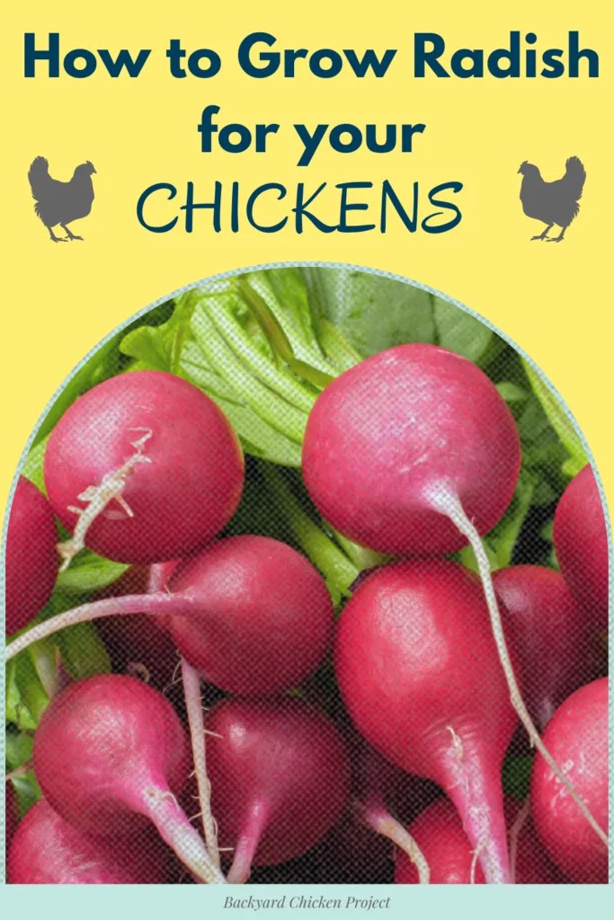 Yes! Chickens Can Eat Radish Feeding & Garden Guide Backyard Chicken