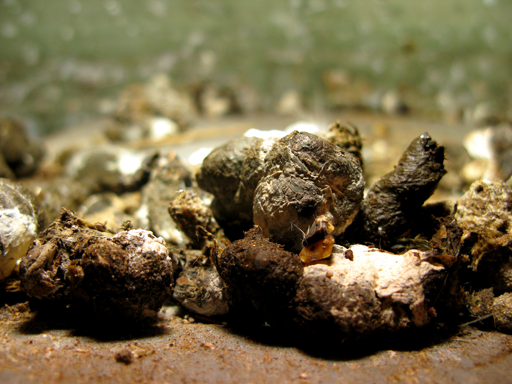 Could backyard chicken droppings stunt children's growth? Backyard