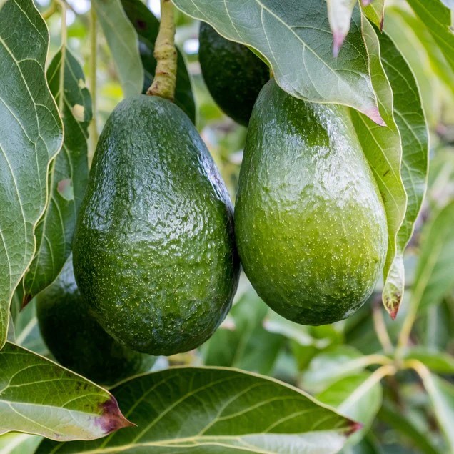 Choquette Avocado