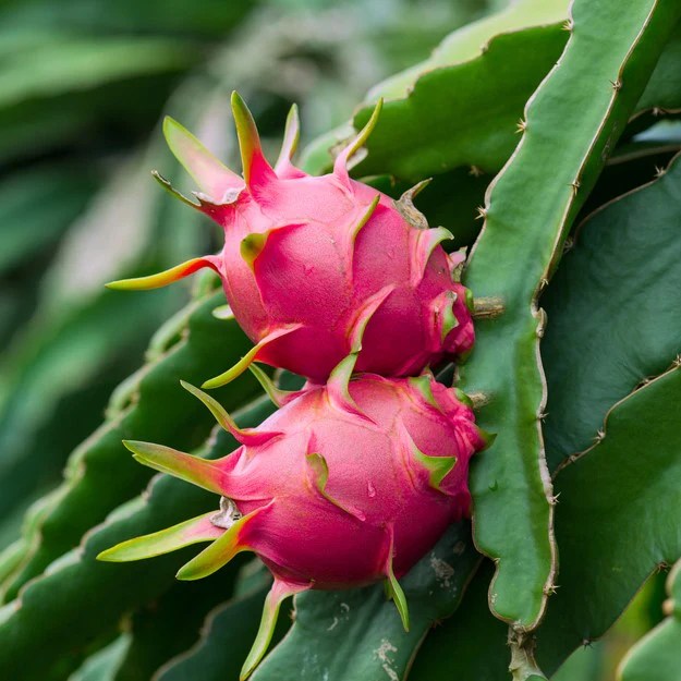 Edgar's Baby Dragon Fruit Cactus