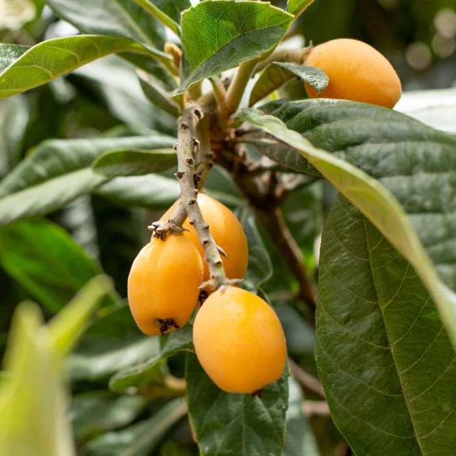 Christmas Loquat Tree