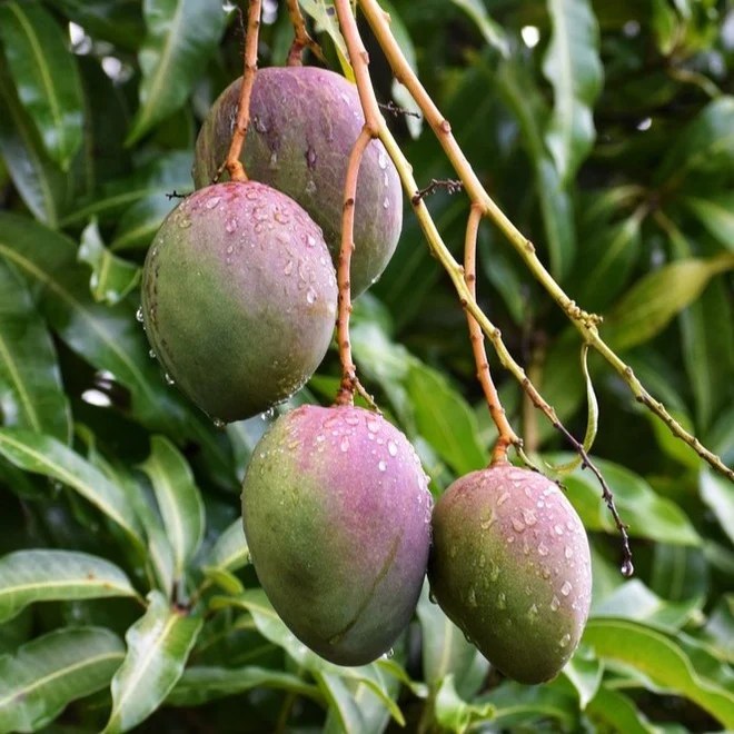 Mango Trees