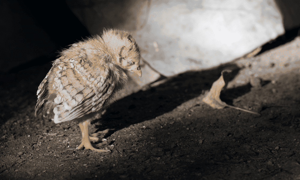 Do Chickens Miss Their Owners? Backyard Farm Life