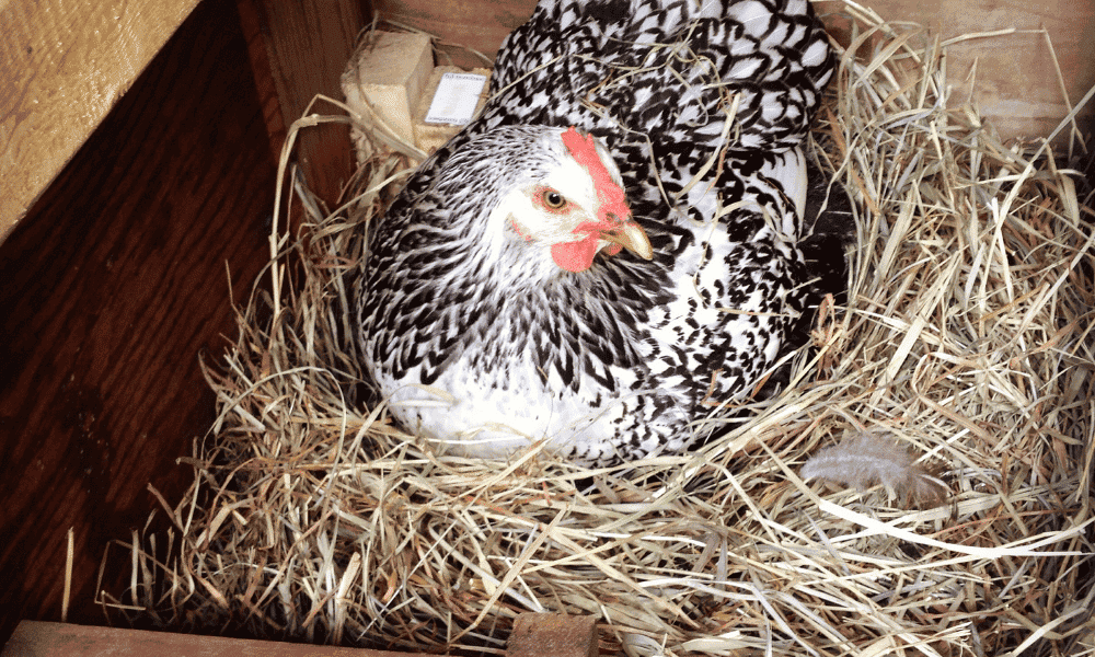 How Many Nesting Boxes Per Chicken? (For Any Size Flock)