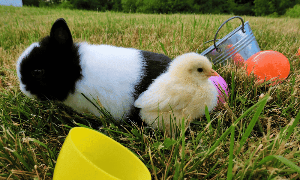 Can Chickens Eat Rabbit Food? (Alfalfa Pellets & More)