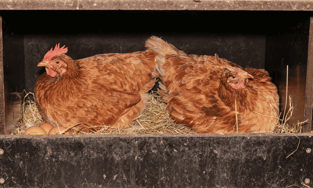 Why Do Chickens Hide Their Eggs? (5 Common Reasons)