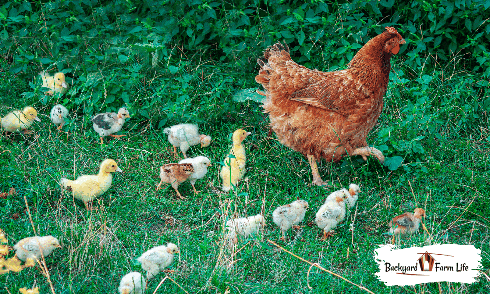Can Chickens Hatch Duck Eggs (& Other Poultry Eggs)