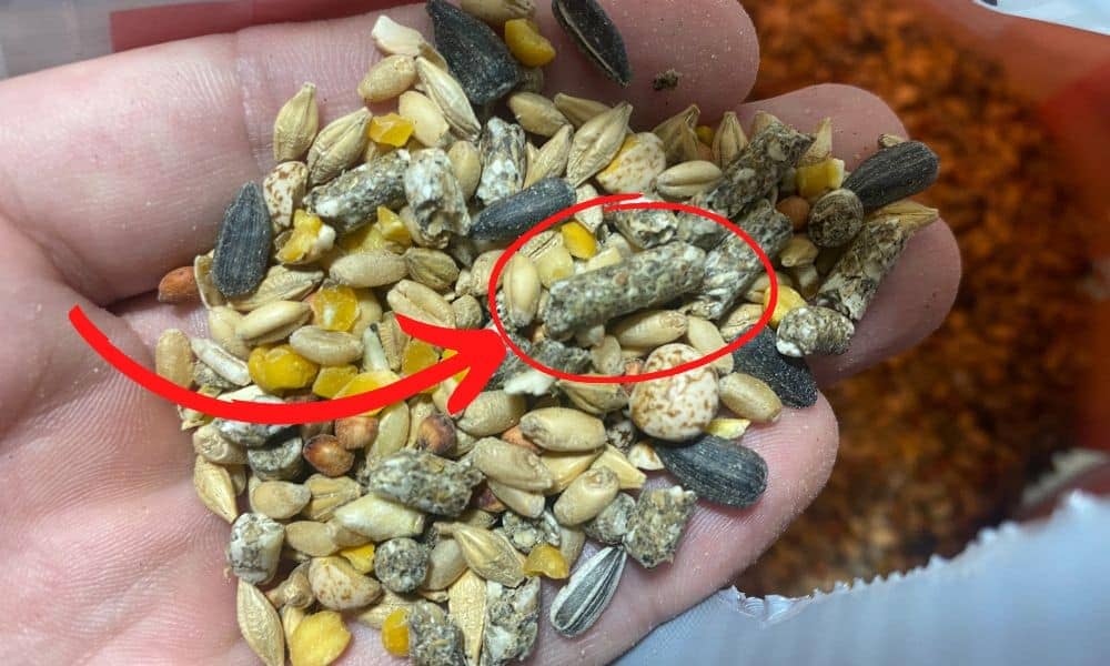 Why Won't Chickens Eat Layer Pellets? (& How To Help)