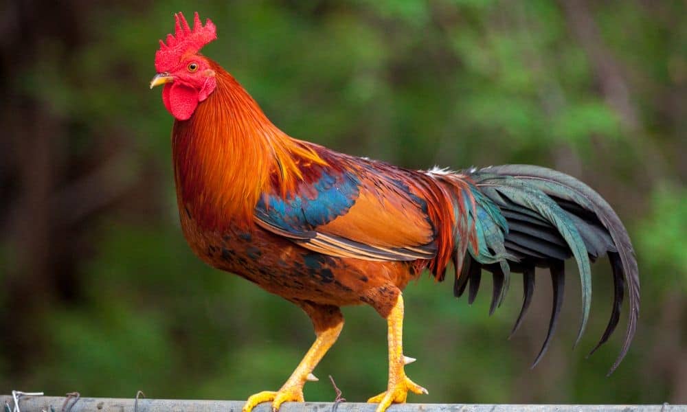 Is It Legal To Own A Rooster In A Residential Area? (All U.S States)