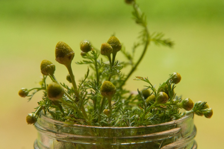 Pineapple Weed Fragrant, Sweet, and Delicious Backyard Forager