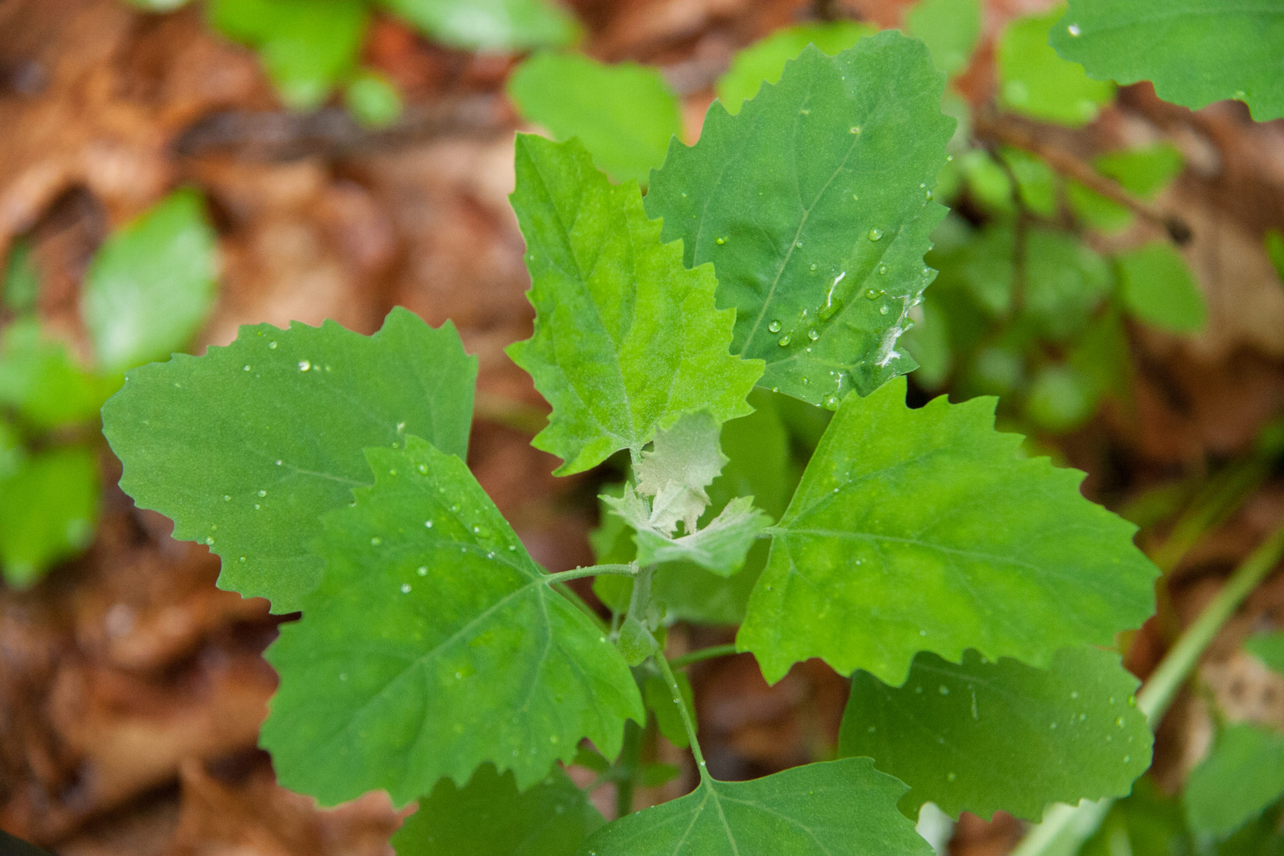 Lamb's Quarters is Wild Spinach! Backyard Forager