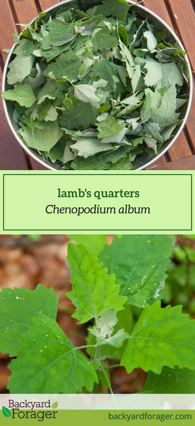 Lamb's Quarters is Wild Spinach! Backyard Forager