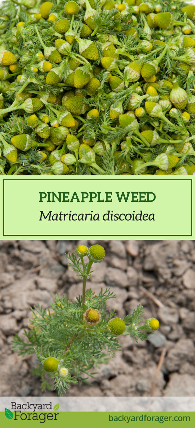 Pineapple Weed Fragrant, Sweet, and Delicious Backyard Forager