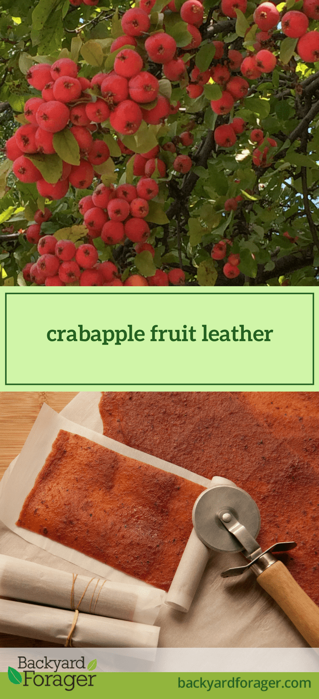 crabapple fruit leather Backyard Forager