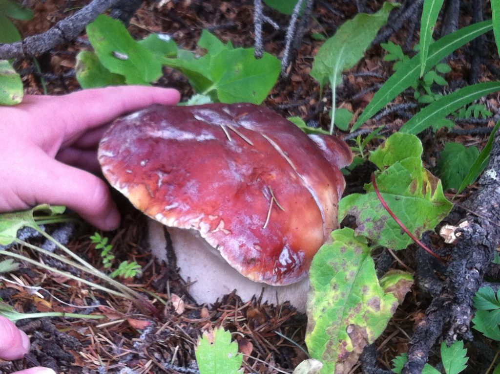 Boletus edulis (aka Porcini) The King of Mushrooms Backyard Forager