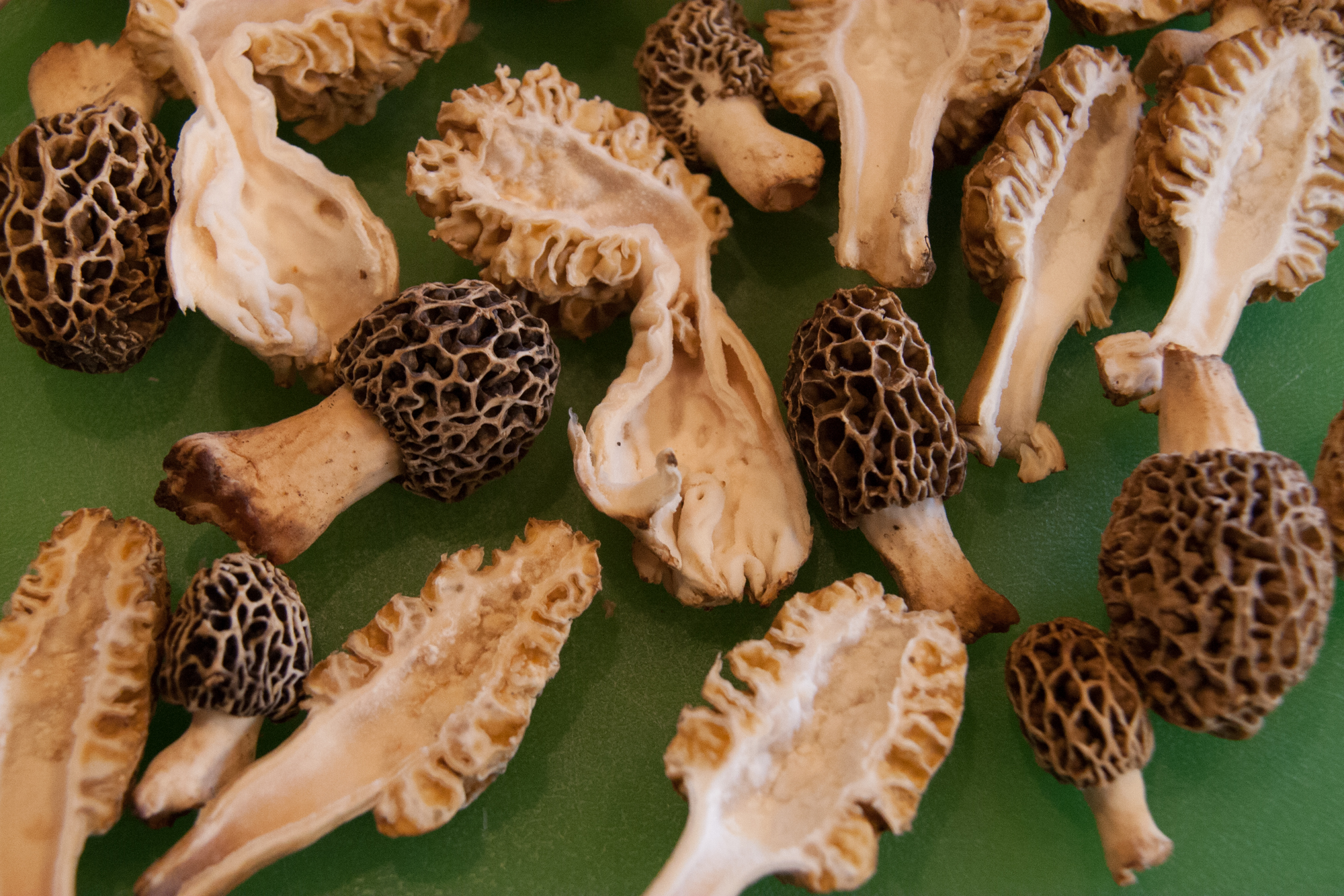 Morels a Delicious Spring Mushroom Backyard Forager
