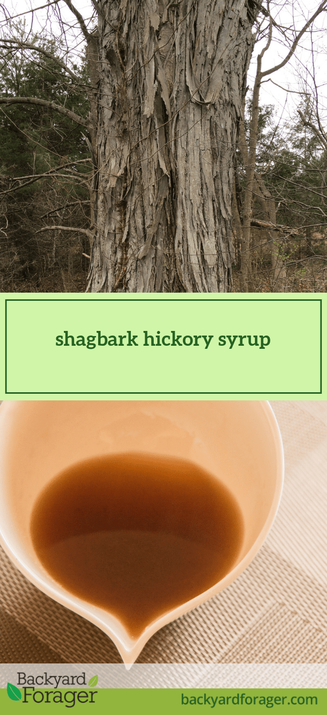 Easy Shagbark Hickory Syrup Recipe Backyard Forager