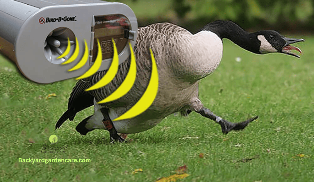 How to Keep Away Birds Eating Grass Seed 9 Effective Ways Backyard