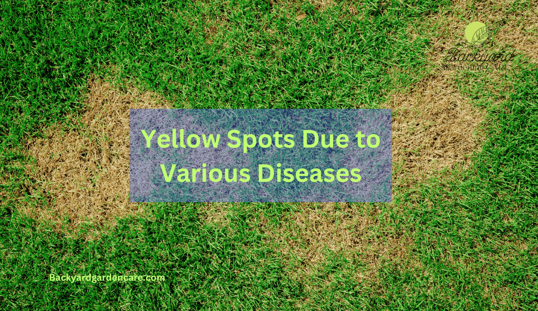 Yellow Spots in Grass Identifying and Treating 6 Sure Reasons A
