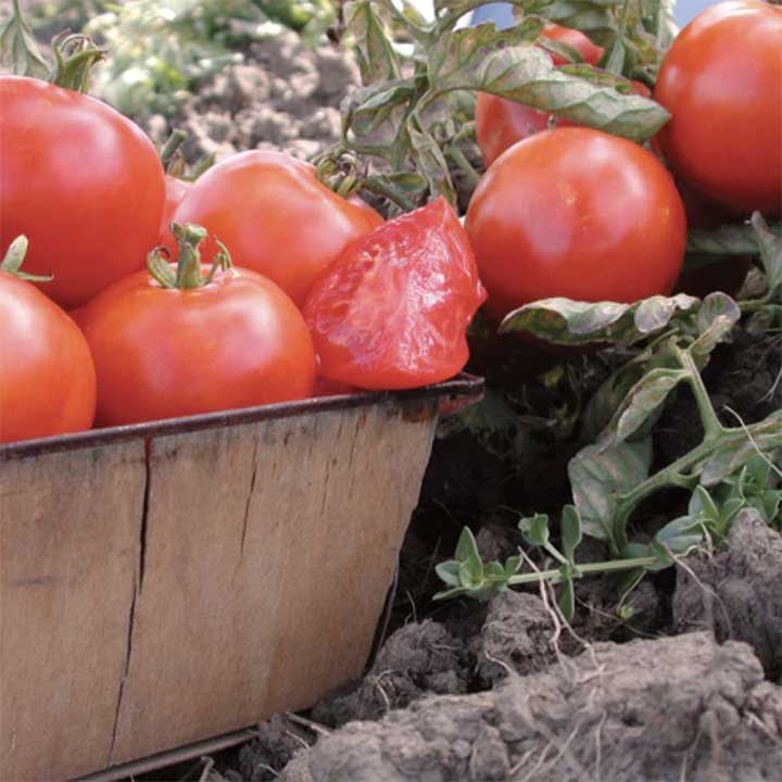 19 of My Favorite Determinate Tomato Varieties in 2024 Backyard