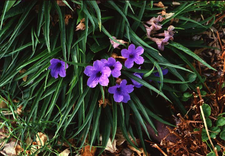 What is 131313 Fertilizer Good For? When and How to Use It