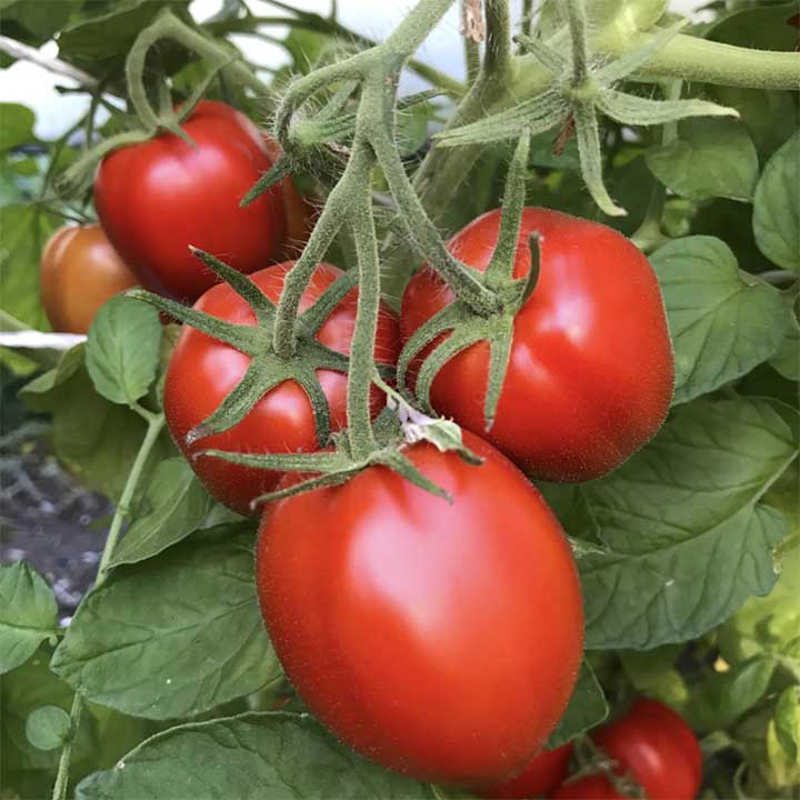 The 6 Best Tomatoes for Sauce in 2024 Backyard Gardeners Network