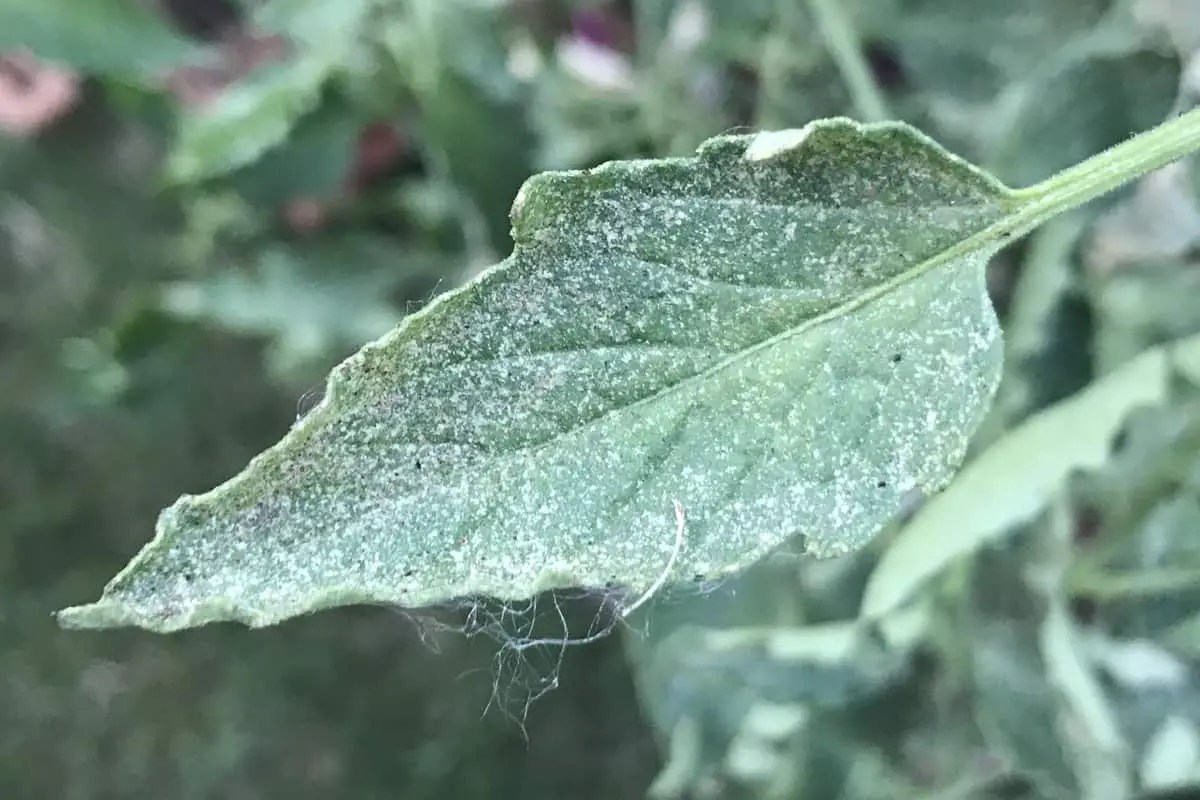 Where Do Spider Mites Come From? What Science Has to Say Backyard