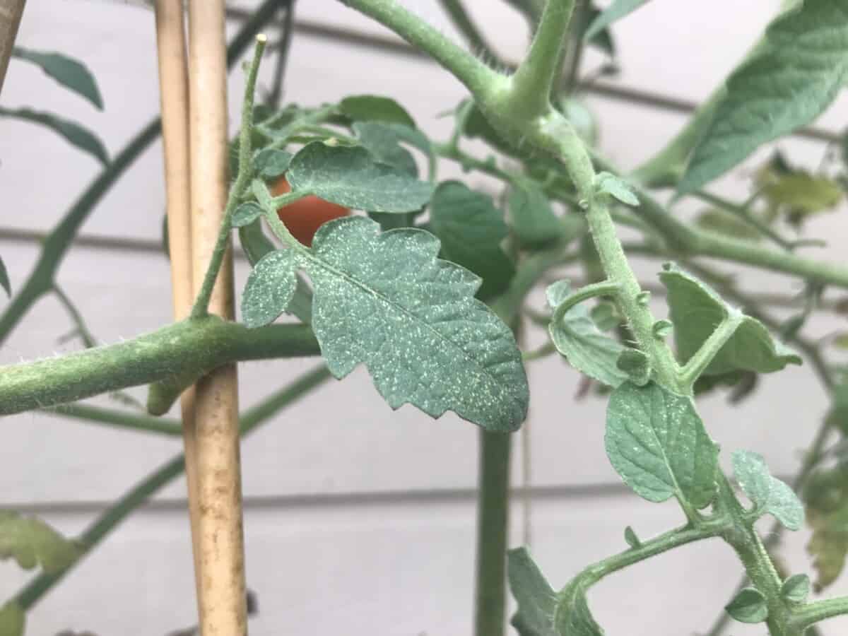 Using Neem Oil to Kill Spider Mites A Complete Guide Backyard Garden