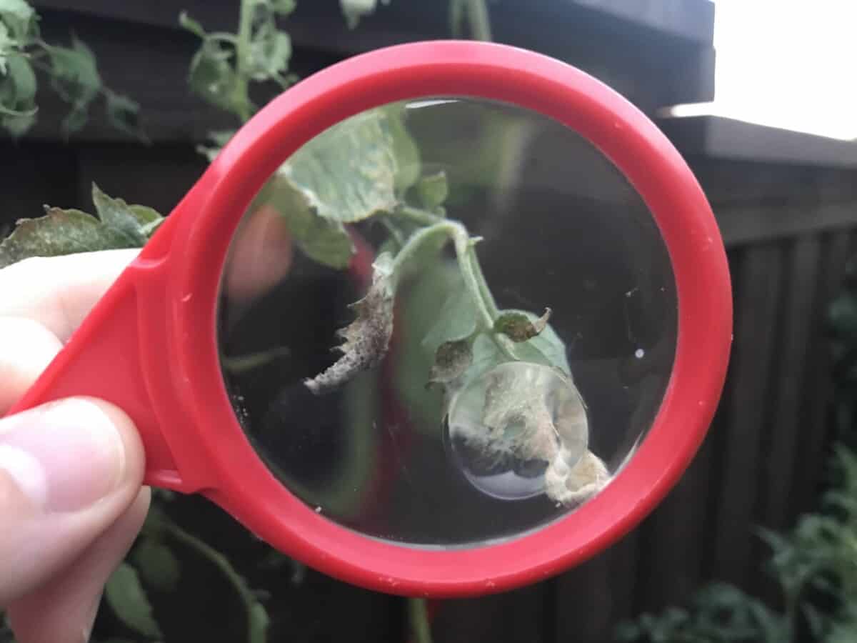 What Plants Do Spider Mites Like, and What Do They Hate? Backyard Garden Geek