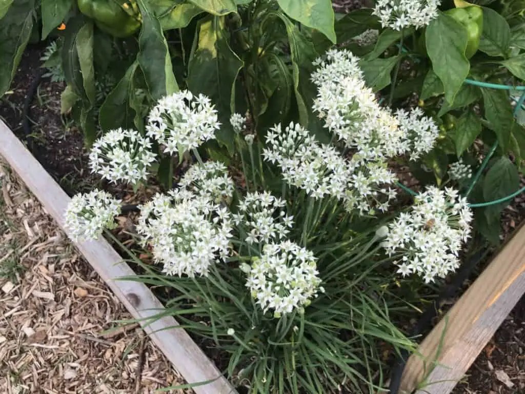 27 Plants that Resist, Repel, and Trap Spider Mites Backyard Garden Geek