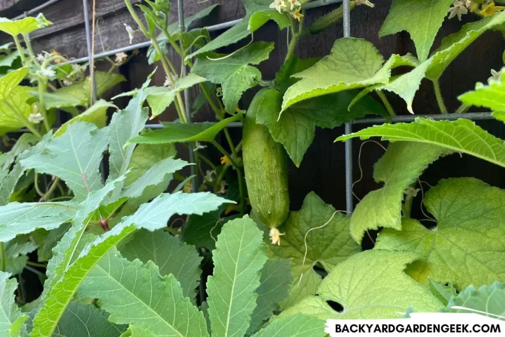 10 Simple Ways to Get Rid of Ants on Your Cucumber Plants Backyard