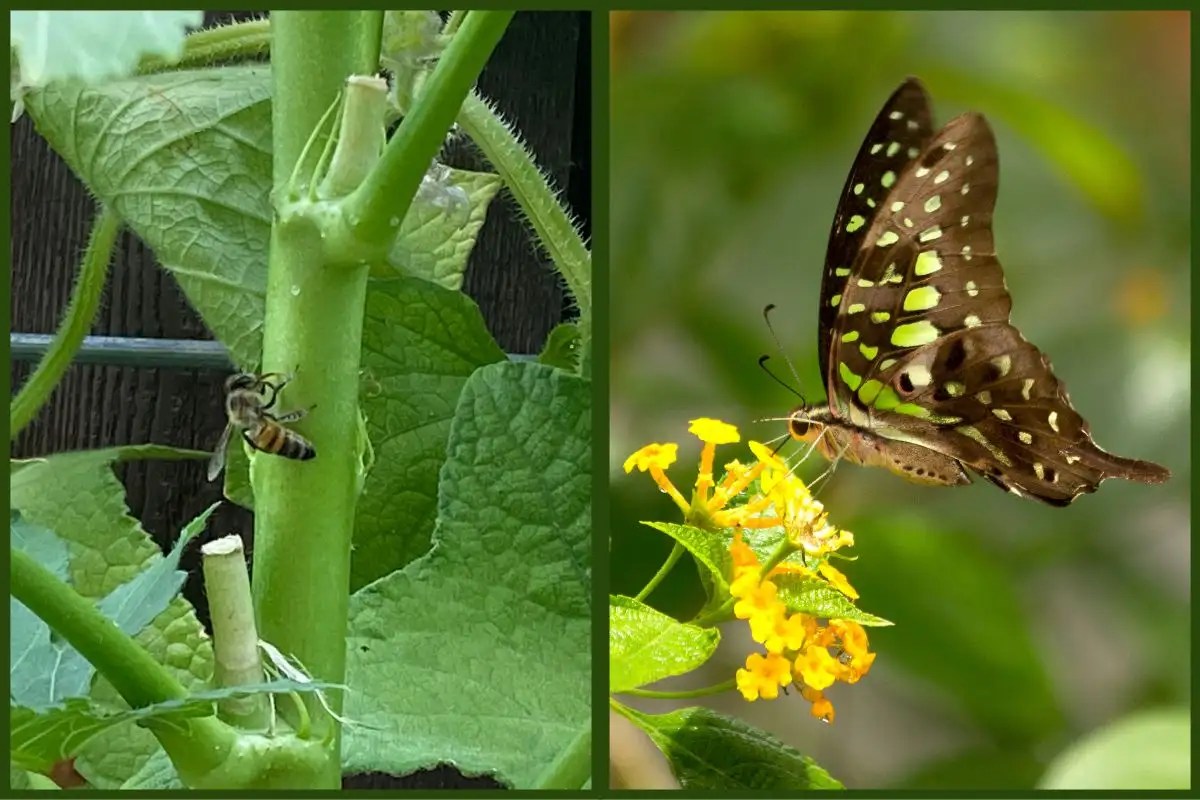Will Diatomaceous Earth Harm Bees or Butterflies? Backyard Garden Geek