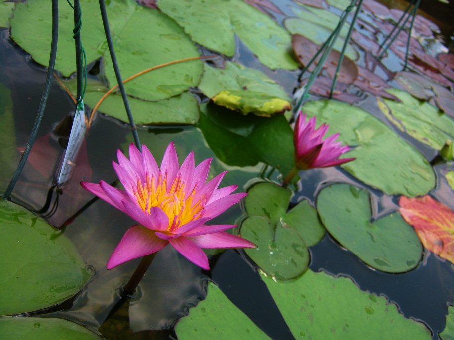 RePotting Water Lilies Backyard Getaway