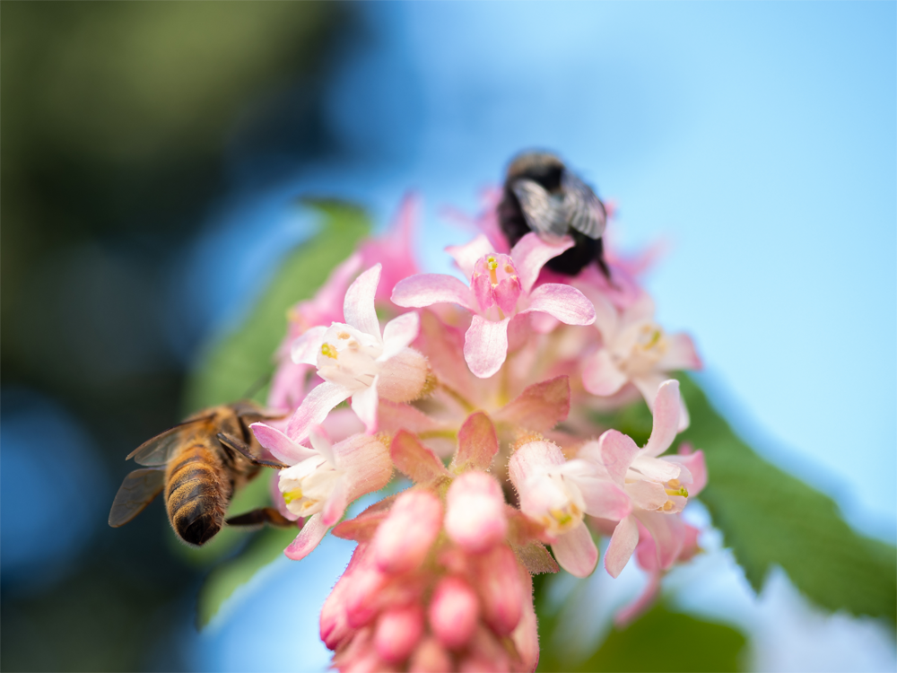 Tualatin Soil & Water Conservation District Fall Classes Backyard