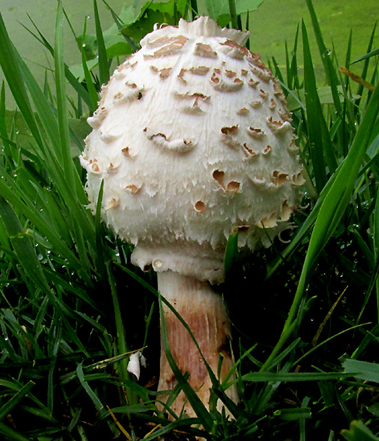 Parasol Mushroom, MACROLEPIOTA PROCERA