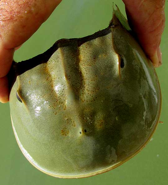 Horseshoe Crab, LIMULUS POLYPHEMUS